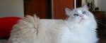 The Bicolor Ragdoll Cat | Ragdoll Cat Colors and Patterns