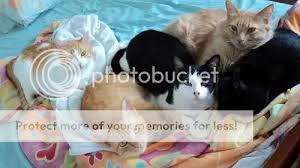 Gatos são animais feministas