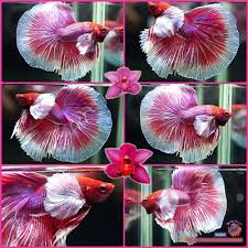 Pin By Marianne Sans On Beautiful Betta Fish Betta Fish Pink Orchids Aquarium Fish