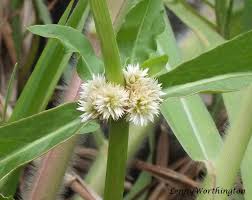 Image result for Alternanthera sessilis