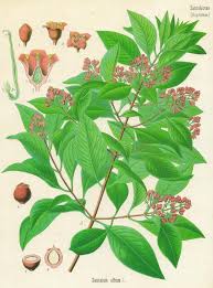 Image result for Santalaceae