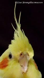 Cockatiel Yellow Bird With Red Cheeks Cockatiel Animais Super Fofos Animais Bebes Animais