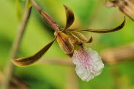 Image result for Eulophia horsfallii