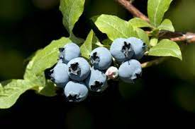 Garden gifts · no risk guarantee · disease resistant plants Blueberry Bush Seed Propagation How To Grow Blueberries From Seeds