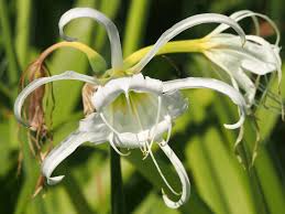 Image result for Ismene narcissiflora