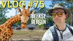 VLOG #75 Safaripark Beekse Bergen - YouTube
