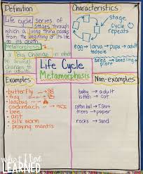 Life Cycles Metamorphosis Articles Graphic Organizers What I Have Learned Teaching Life Cycle Science Life Cycles Life Cycles
