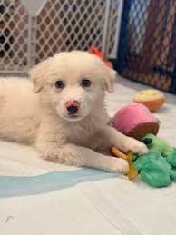 New York Safe Haven Animal Rescue, Inc.