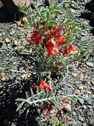 Image result for Dicoma capensis