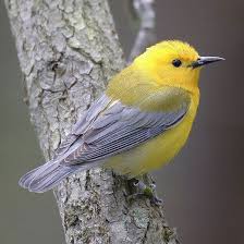10 Most Colourful Songbirds In The World And Their Songs Beautiful Birds Birds Bird