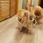 Maybe you would like to learn more about one of these? Alles Zum 3d Druck Fur Hunde Prothesen Spielzeug Uvm