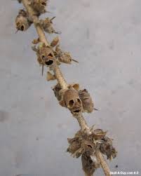 An Old Stem Of Snapdragons Flowers That Produced These Cool Skull Seed Pods Snapdragon Flowers Strange Flowers Rare Flowers