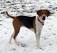 Image of How long do harrier hounds live?