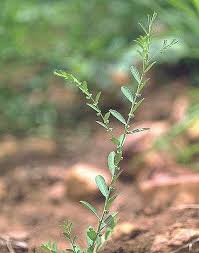 Image result for Phyllanthus mendesii