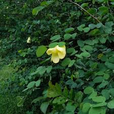 Image result for Bauhinia tomentosa