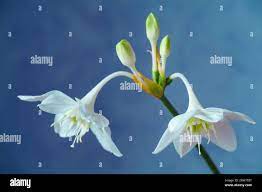 Hermosa Eucharis El Nombre Ingles Lirio Amazonas Flor Cerca De Fondo Azul Fotografia De Stock Alamy