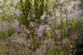 Image result for Eragrostis macrochlamys