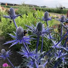 Image result for Aneilema zebrinum