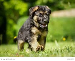 Denn welpen ab der 9. Wie Halte Ich Meinen Hund Davon Ab Alles Zu Fressen Haustiermagazin