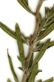 Image result for Pechuel-Loeschea leubnitziae