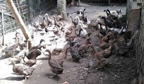 Gambar gambar tangan berdarah terlihat keren gratis. Berapa Update Harga Bebek Petelur 2021 Aplikasi Pertanian Media Agribisnis Gdm Agri