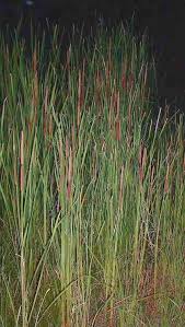 Image result for Typha domingensis
