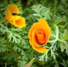 Norman Enders Obituary