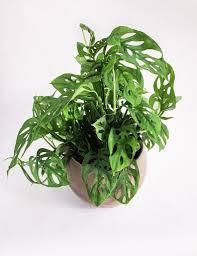 Monstera Obliqua Swiss Cheese Plant Pistils Nursery Cheese Plant Plants Monstera Obliqua