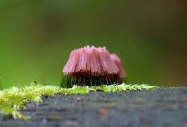 Image result for Stemonitis fusca