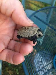, kept hatchling snapping turtles and painted turtles as a kid. Baby Snapping Turtles Sure Are Adorable Aww