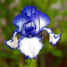 Pin On Tiptoe Thru The Tulips Flowers 2