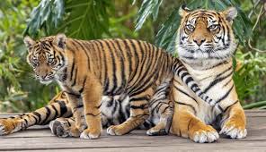 Harimau mati meninggalkan belang, manusia mati meninggalkan nama. 9 Peribahasa Tentang Harimau Paling Populer Guratgarut Com