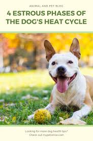 Check spelling or type a new query. Pin On Dog Tips Ideas