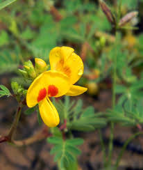 Image result for Smithia