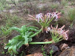 Image result for Crinum buphanoides