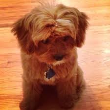 Barkley S First Haircut And Blow Dry Cavapoo Straight Hair Style Cavapoo Straight Hairstyles First Haircut
