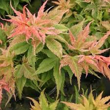 Galley kitchen with lighter maple cabinets will be surprisingly stunning with darker wall paint. Japanese Maples Page 3 Essence Of The Tree