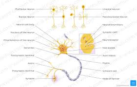 The central nervous system (cns) represents the largest part of the nervous system, including the brain and the spinal cord. Nervous System Structure Function And Diagram Kenhub
