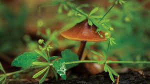 About mushroom hunting in poland. Ohio S Magnificent Mushrooms