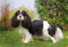 I had three teenage boys. King Charles Spaniel Facts And Beyond Biology Dictionary