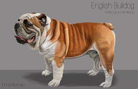 Maybe you would like to learn more about one of these? An English Bulldog S Skeletal And Superficial Muscle System Study I Did Plus A Digital Painting Of The Ent Dog Anatomy English Bulldog Pictures Bulldog Images
