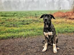 Dogo Argentino X Cane Corso Cane corso napolitan mix babu & dogo argentino magnum mastiff breed itlian mastiff.