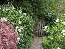 Maybe you would like to learn more about one of these? Camellias The Queen Of Winter Blooms Marin Independent Journal