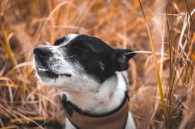 If it persists, that's when. Reverse Sneezing In Dogs Great Pet Care