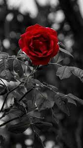 Hintergrundbilder Flower Background Wallpaper Red Roses Wallpaper Rose Pictures