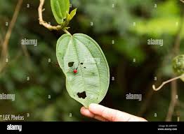 Image result for Dichaetanthera