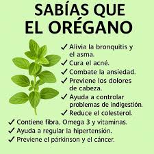 El orégano no solo sirve para darle sabor a la comida 🍕🌿 también es una planta con un montón de beneficios para tu salud 💚 Ayuda a aliviar problemas respiratorios como la