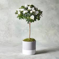 How to get to darkreach supplies in ardenweald | world of warcraft shadowlands подробнее. Azalea Planter Waitrose Florist Luxury Flowers Azaleas Plant Gifts