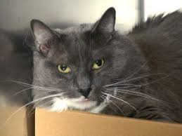 Front Paws Declawed Shady Is A Male Gray Domestic Medium Hair Cat That Is Estimated To Be 10 Years Old His Previous O Beautiful Cats Cute Animals Cat Love