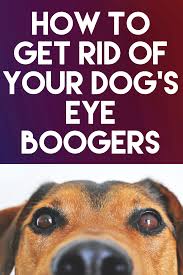 How To Get Rid Your Dog S Eye Bloggers Good Doggies Online Dog Eyes Itchy Dog Dog Health Tips
